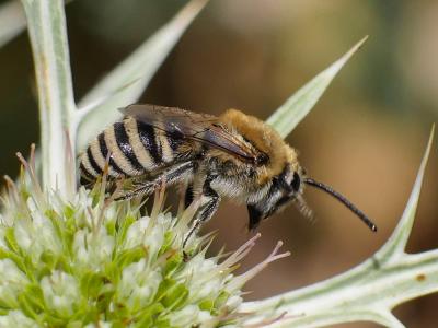  Colletes Latreille, 1802