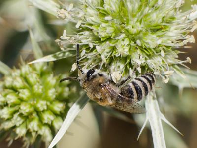  Colletes Latreille, 1802