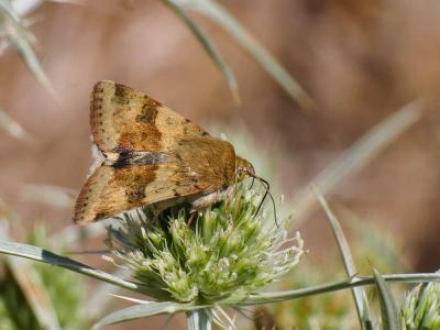 Noctuelle de la Cardère (La) Heliothis viriplaca (Hufnagel, 1766)