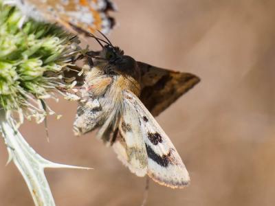 Noctuelle de la Cardère (La) Heliothis viriplaca (Hufnagel, 1766)
