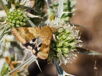 Noctuelle de la Cardère (La) Heliothis viriplaca (Hufnagel, 1766)