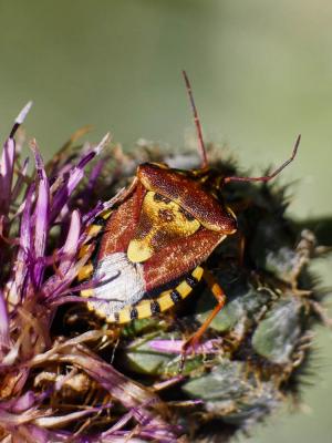  Codophila varia (Fabricius, 1787)