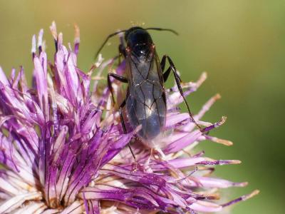 Fourmis Formicidae Latreille, 1809