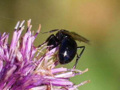Fourmis Formicidae Latreille, 1809