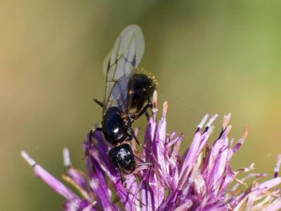 Fourmis Formicidae Latreille, 1809
