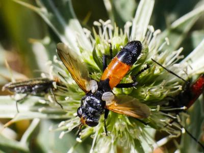  Cylindromyia rufifrons (Loew, 1844)