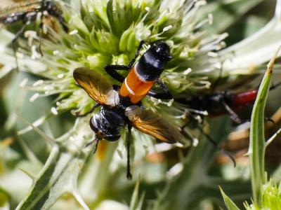  Cylindromyia rufifrons (Loew, 1844)