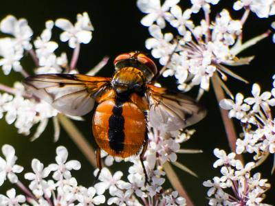  Ectophasia crassipennis (Fabricius, 1794)