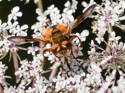  Ectophasia crassipennis (Fabricius, 1794)