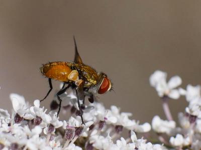  Eliozeta helluo (Fabricius, 1805)