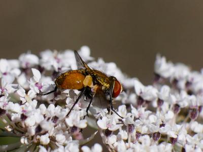  Eliozeta helluo (Fabricius, 1805)