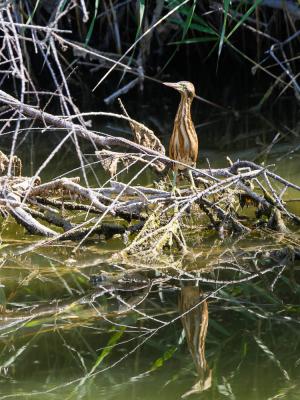 Butor blongios, Blongios nain Ixobrychus minutus (Linnaeus, 1766)