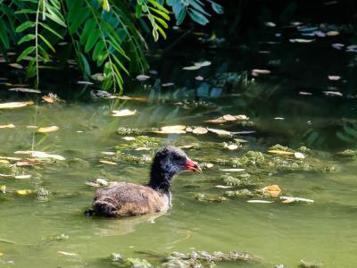Poule-d'eau, Gallinule poule-d'eau Gallinula chloropus (Linnaeus, 1758)