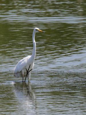 Grande Aigrette Ardea alba Linnaeus, 1758