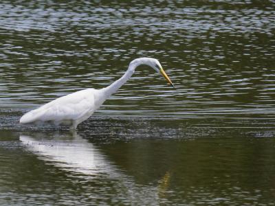Grande Aigrette Ardea alba Linnaeus, 1758