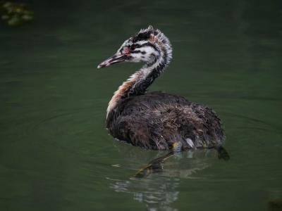 Grèbe huppé Podiceps cristatus (Linnaeus, 1758)