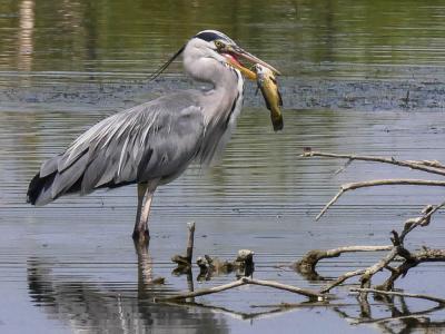 Héron cendré Ardea cinerea Linnaeus, 1758