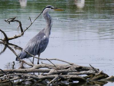 Héron cendré Ardea cinerea Linnaeus, 1758