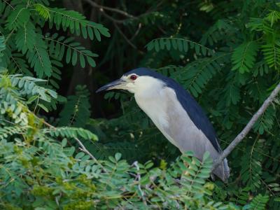 Héron bihoreau, Bihoreau gris Nycticorax nycticorax (Linnaeus, 1758)