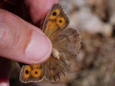 Louvet (Le) Hyponephele lupina (O. Costa, 1836)