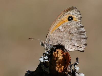 Louvet (Le) Hyponephele lupina (O. Costa, 1836)