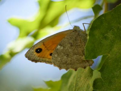 Louvet (Le) Hyponephele lupina (O. Costa, 1836)