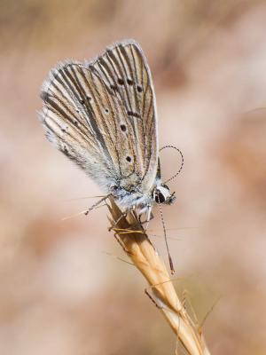 Sablé de la Luzerne (Le), Argus bleu clair (L') Polyommatus dolus (Hübner, 1823)