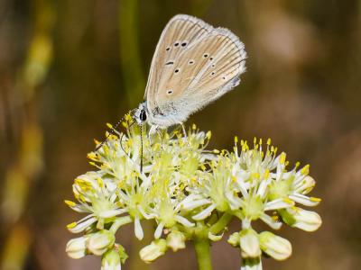 Sablé de la Luzerne (Le), Argus bleu clair (L') Polyommatus dolus (Hübner, 1823)