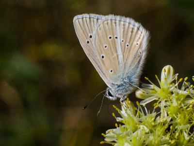 Sablé de la Luzerne (Le), Argus bleu clair (L') Polyommatus dolus (Hübner, 1823)