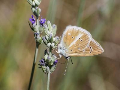 Sablé de la Luzerne (Le), Argus bleu clair (L') Polyommatus dolus (Hübner, 1823)