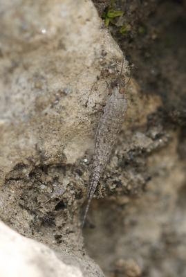  Machilinus rupestris (Lucas, 1846)