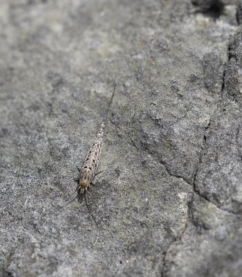  Machilinus rupestris (Lucas, 1846)