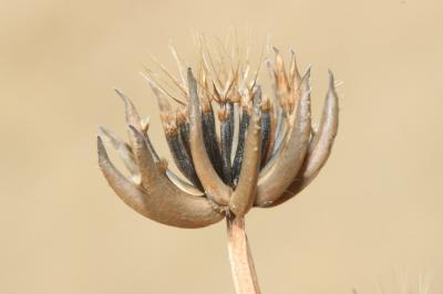 Hedypnois faux rhagadiole, Bonne-nuit-les-petits,  Hedypnois rhagadioloides (L.) F.W.Schmidt, 1795
