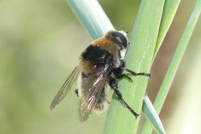  Sericomyia bombiformis (Fallén, 1810)