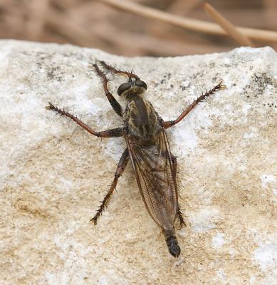  Machimus chrysitis (Meigen, 1820)