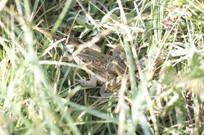 Pélophylax Pelophylax Fitzinger, 1843