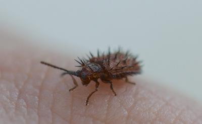  Dicladispa testacea (Linnaeus, 1767)