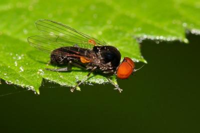  Callomyia Meigen, 1804