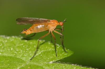  Empis lutea Meigen, 1804
