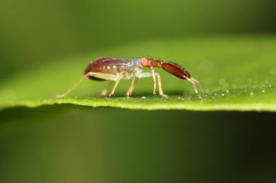  Heterotoma planicornis (Pallas, 1772)