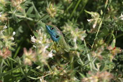 Lézard vert Lacerta bilineata Daudin, 1802