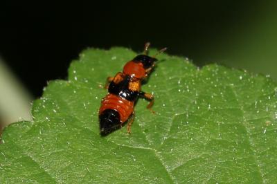  Oxyporus rufus (Linnaeus, 1758)