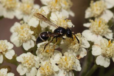  Microdynerus Thomson, 1874