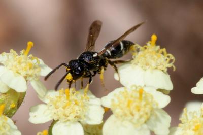  Microdynerus Thomson, 1874