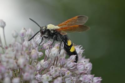  Megascolia maculata flavifrons (Fabricius, 1775)