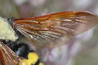  Megascolia maculata flavifrons (Fabricius, 1775)