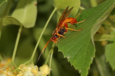  Callajoppa cirrogaster (Schrank, 1781)