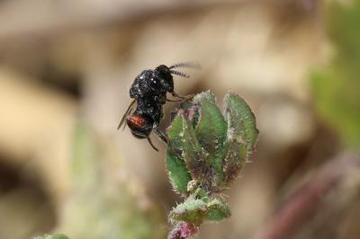  Chalcis sispes (Linnaeus, 1760)