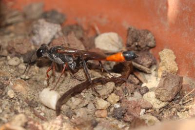  Ammophila heydeni Dahlbom, 1845