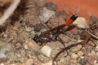  Ammophila heydeni Dahlbom, 1845